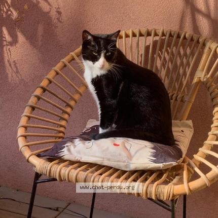 Photo 1/1 RIO Chat lost in Rognes