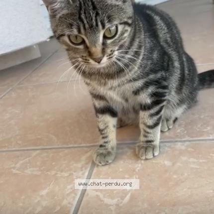 Photo 1/1 Tigrou Chat lost in Vaulx en velin