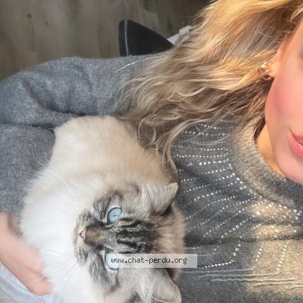 Foto van vermiste kat in Tilff