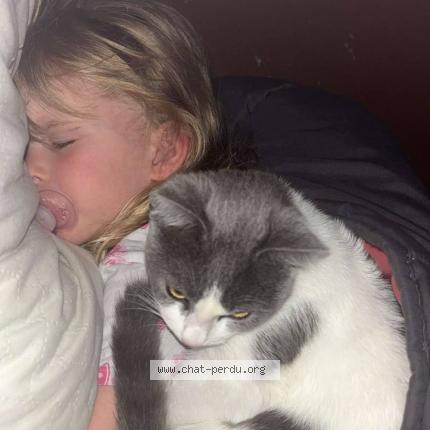 Photo 1/1 Fripouille Chat lost in Ecommoy