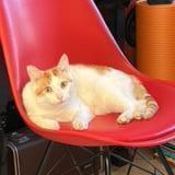 Picture of cat found at Colombes