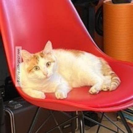 Photo 1/1 Found cat Found in Colombes