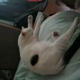 Picture of cat lost at Villevaude