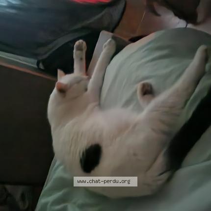 Photo 1/1 Sunny Chat lost in Villevaude