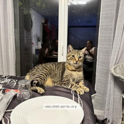 Photo 1/1 Tigrou Chat lost in Saint jean d illac