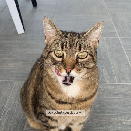 Photo 1/1 Kitty Chat lost in Cadillac en fronsadais