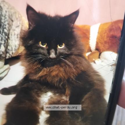 Photo 1/1 Oswald Chat lost in Orbe