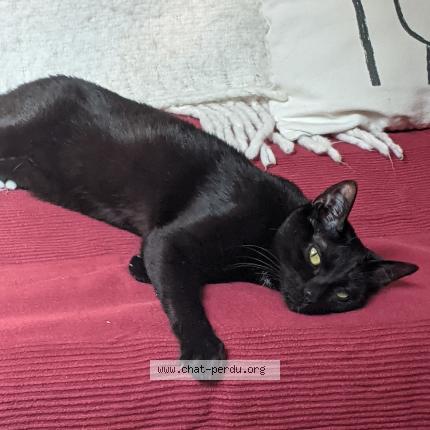 Photo 1/1 CatG Chat lost in Tours