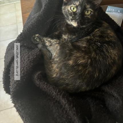 Photo 1/3 Sakura Chat lost in Mauvieres