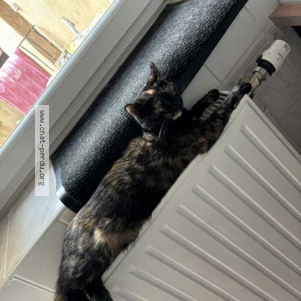 Photo 2/3 Sakura Chat lost in Mauvieres