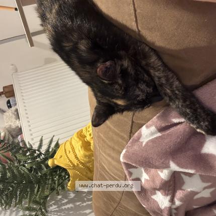 Photo 3/3 Sakura Chat lost in Mauvieres