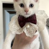 Picture of cat lost at Anzin