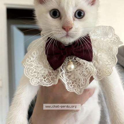 Photo 1/1 Ponpon Chat lost in Anzin