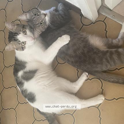 Photo 1/1 Tokyo Chat lost in Sorgues