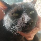 Picture of cat found at Tresques