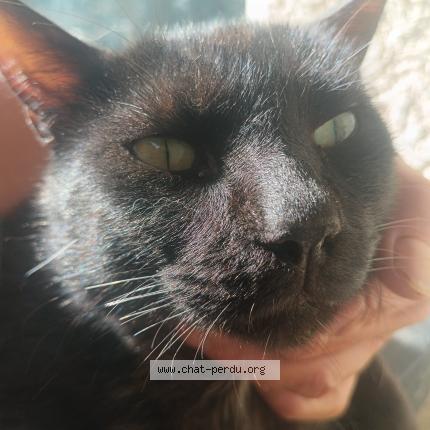 Photo 1/1 Found cat Found in Tresques