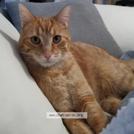 Photo 1/1 Fox Chat lost in Hatten