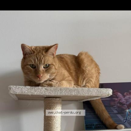 Photo 1/1 SIMBA Chat lost in Carbonne