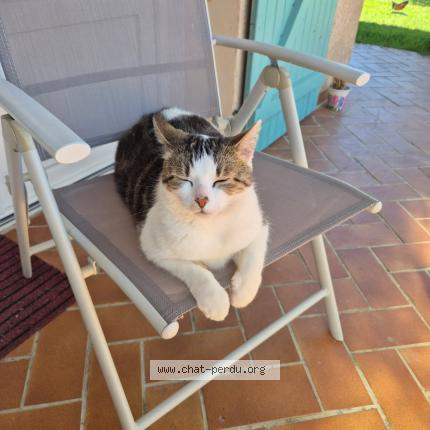 Photo 1/1 Toto Chat lost in Fleurance