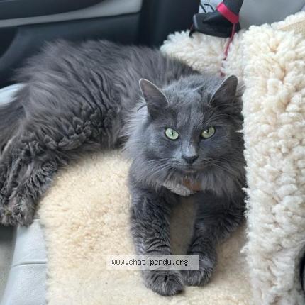 Photo 1/1 Midnight Chat lost in St evarzec