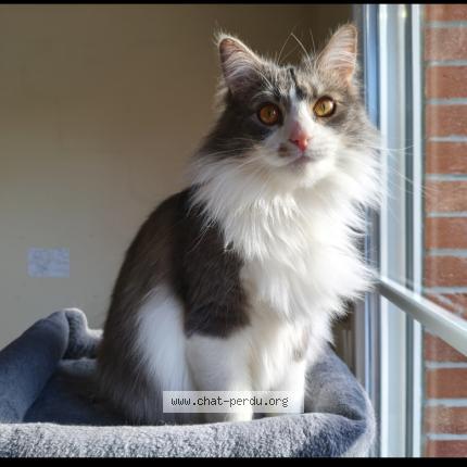 Photo 1/1 SHINNY Chat lost in Armentieres