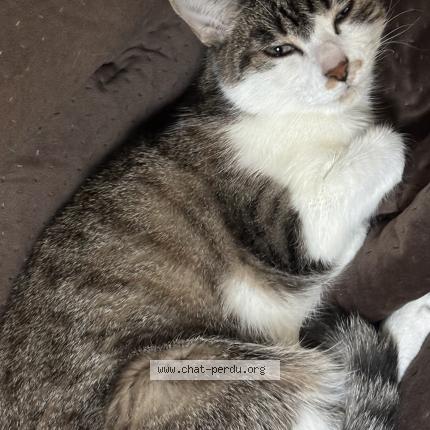 Photo 1/1 MAYA Chat lost in La ricamarie