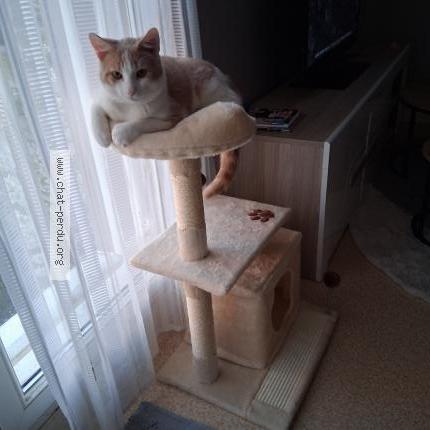 Photo 1/1 Zouzou Chat lost in Orleans