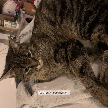 Photo 1/1 Moumousse Chat lost in Saint pryve saint mesmin