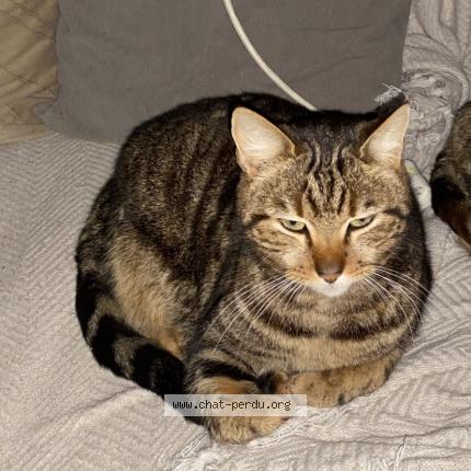 Photo 1/1 Pilou Chat lost in Saulnay