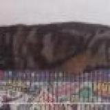 Picture of cat lost at Toulouse