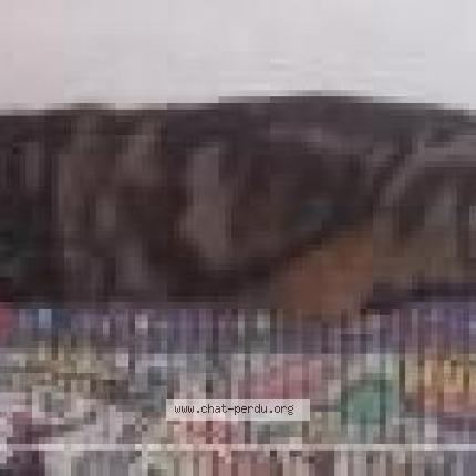 Photo 1/1 B.B Chat lost in Toulouse