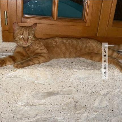 Photo 1/2 Phoenix Chat lost in Saulnay