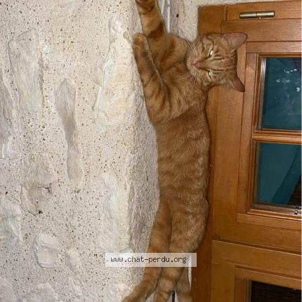 Photo 2/2 Phoenix Chat lost in Saulnay