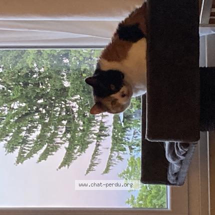 Photo 1/1 Kookai Chat lost in Famars