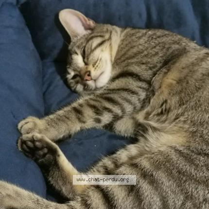 Photo 1/1 Lucky Chat lost in Vimy