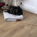 Picture of cat lost at Fleury Les Aubrais