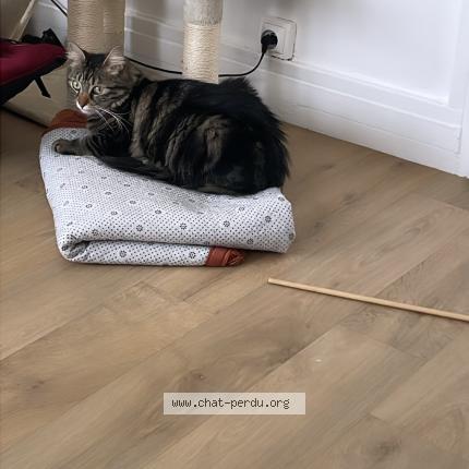 Photo 1/1 Gougou Chat lost in Fleury les aubrais