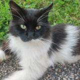 Picture of cat found at Franois