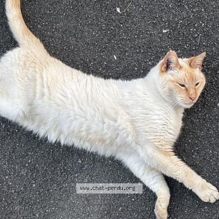 Photo 1/1 Found cat Found in Angouleme