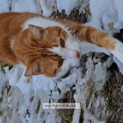 Photo 1/1 Nakboyz Chat lost in Nantes