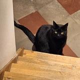 Picture of cat lost at Ixelles