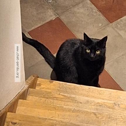 Photo 1/1 Liquorice Chat lost in Ixelles