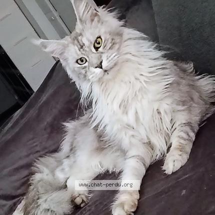 Photo 1/1 Giovanna chamtta Chat lost in Marseille