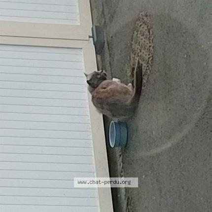 Photo 1/1 Found cat Found in Saint brieuc