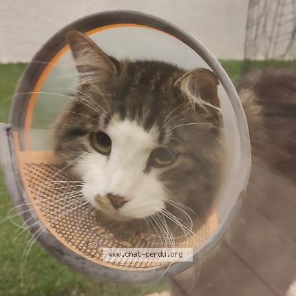 Photo 1/1 Found cat Found in Puget sur argens