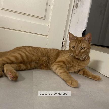 Photo 1/1 Volka Chat lost in Le cailar