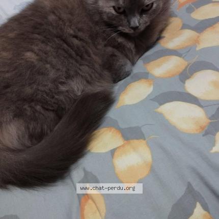 Photo 1/1 Mimi Chat lost in Tarbes