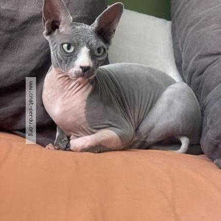 Photo 1/1 Ulky Chat lost in Aix en provence