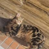 Picture of cat lost at Mery Sur Oise