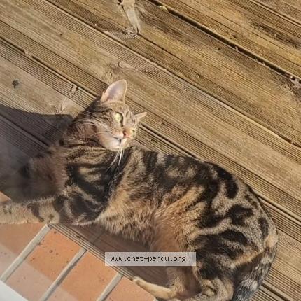 Photo 1/2 Nala Chat lost in Mery sur oise